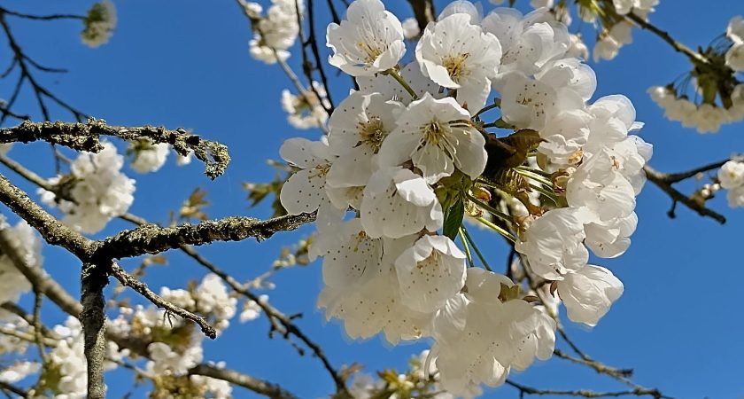 Ranskan etäkurssi–balades en France au printemps 9.1. –13.3.2026