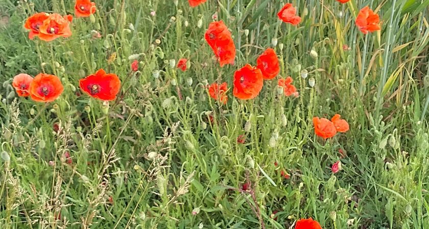 Beau printemps à Villa Gallia 2026 !