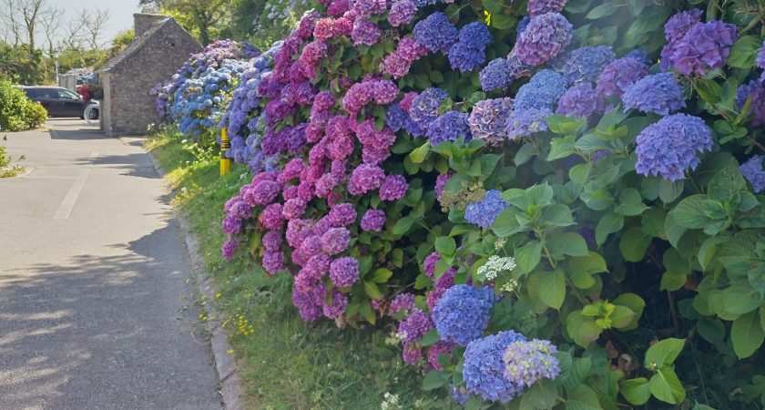 Villa Gallian syksyn ja talven ranskan etäkurssit